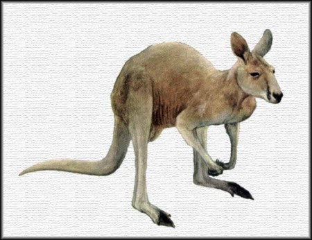 2.číslo katalógu: klokany